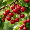 Sweet cherries