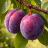 Plums