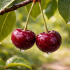 Cherries